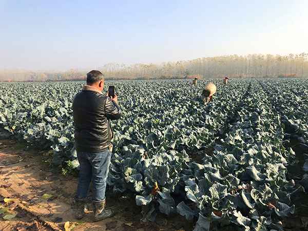  “疯狂的萝卜”后续：一个武汉菜农再次从心酸到心宽